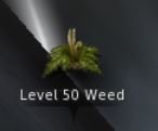 weed.JPG