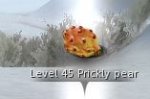 prickly pear.JPG