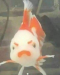 angrygoldfish.PNG