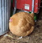 fatchicken.PNG