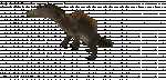 espinosaurioae2.gif