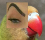 birb3.PNG