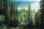 coniferous-forest-spruce-trees-forests-boreal-Northern.jpg