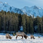 wild-elk-banff.jpg