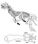 20110520083251abelisaurid-arms.jpg 20110520083251abelisaurid-arms.jpg
